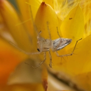 Oxyopes sp. (genus) at Dawson Street Gardens - 29 Feb 2024 09:55 AM