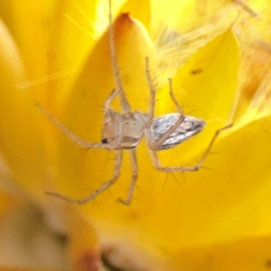 Oxyopes sp. (genus) at Dawson Street Gardens - 29 Feb 2024 09:55 AM