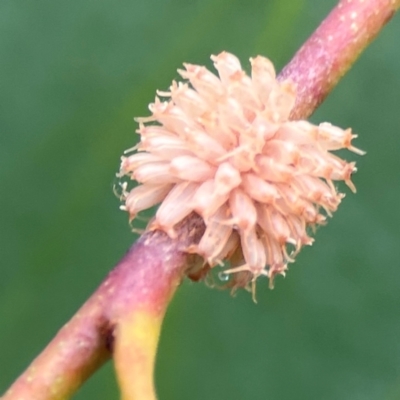 Paropsis atomaria (Eucalyptus leaf beetle) at Dawson Street Gardens - 28 Feb 2024 by Hejor1