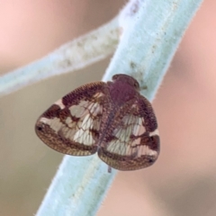 Scolypopa australis (Passionvine hopper, Fluffy bum) at Curtin, ACT - 28 Feb 2024 by Hejor1