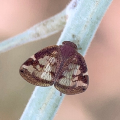 Scolypopa australis (Passionvine hopper, Fluffy bum) at Curtin, ACT - 28 Feb 2024 by Hejor1