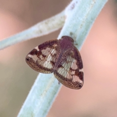 Scolypopa australis at Dawson Street Gardens - 29 Feb 2024