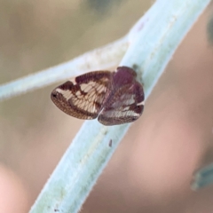 Scolypopa australis at Dawson Street Gardens - 29 Feb 2024