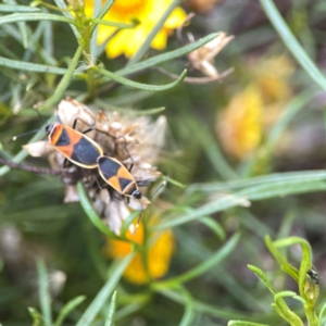 Dindymus versicolor at Dawson Street Gardens - 29 Feb 2024