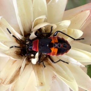 Dindymus versicolor at Dawson Street Gardens - 29 Feb 2024