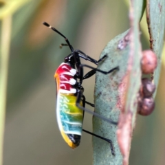 Dindymus versicolor at Dawson Street Gardens - 29 Feb 2024