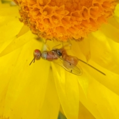 Megastigmus sp. (genus) (Parasitic wasp) at Dawson Street Gardens - 29 Feb 2024 by Hejor1