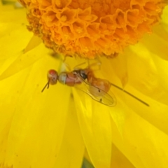 Megastigmus sp. (genus) (Parasitic wasp) at Curtin, ACT - 28 Feb 2024 by Hejor1