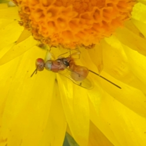 Megastigmus sp. (genus) at Dawson Street Gardens - 29 Feb 2024 10:05 AM