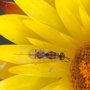 Megastigmus sp. (genus) at Dawson Street Gardens - 29 Feb 2024