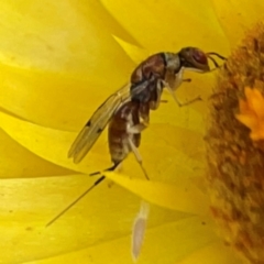 Megastigmus sp. (genus) at Dawson Street Gardens - 29 Feb 2024 10:05 AM