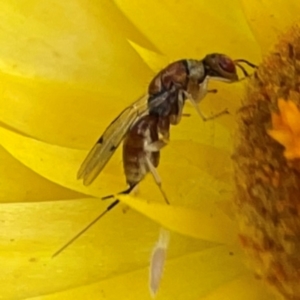 Megastigmus sp. (genus) at Dawson Street Gardens - 29 Feb 2024