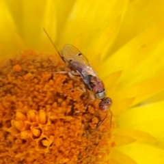 Megastigmus sp. (genus) at Dawson Street Gardens - 29 Feb 2024