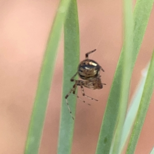 Theridiidae (family) at Dawson Street Gardens - 29 Feb 2024 09:40 AM