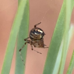 Theridiidae (family) at Dawson Street Gardens - 29 Feb 2024 09:40 AM