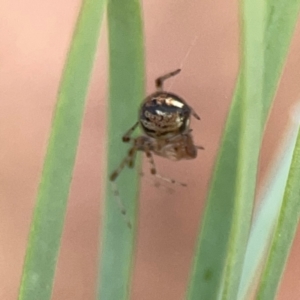 Theridiidae (family) at Dawson Street Gardens - 29 Feb 2024 09:40 AM