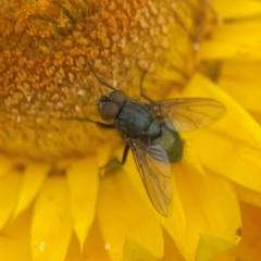 Unidentified Blow fly (Calliphoridae) at Curtin, ACT - 28 Feb 2024 by Hejor1