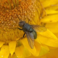 Calliphora sp. (genus) at Dawson Street Gardens - 29 Feb 2024