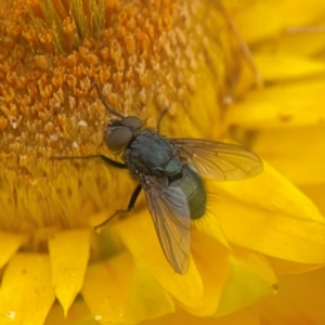 Calliphora sp. (genus) at Dawson Street Gardens - 29 Feb 2024