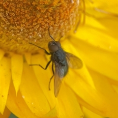 Calliphora sp. (genus) at Dawson Street Gardens - 29 Feb 2024