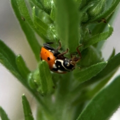 Hippodamia variegata (Spotted Amber Ladybird) at Dawson Street Gardens - 29 Feb 2024 by Hejor1