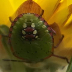 Nezara viridula (Green vegetable bug) at Dawson Street Gardens - 29 Feb 2024 by Hejor1