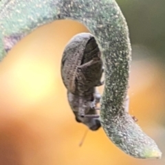 Curculionidae (family) (Unidentified weevil) at Dawson Street Gardens - 29 Feb 2024 by Hejor1