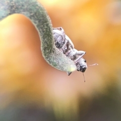 Curculionidae (family) at Dawson Street Gardens - 29 Feb 2024 10:03 AM