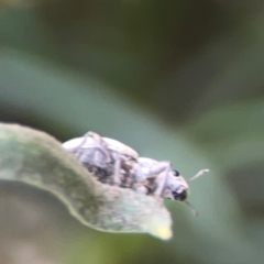 Curculionidae (family) at Dawson Street Gardens - 29 Feb 2024