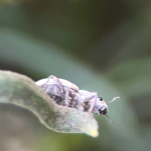 Curculionidae (family) at Dawson Street Gardens - 29 Feb 2024 10:03 AM