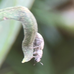 Curculionidae (family) at Dawson Street Gardens - 29 Feb 2024 10:03 AM