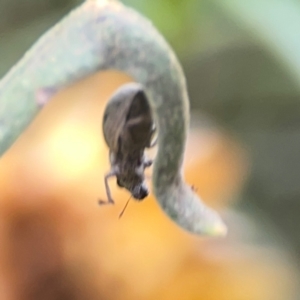 Curculionidae (family) at Dawson Street Gardens - 29 Feb 2024 10:03 AM