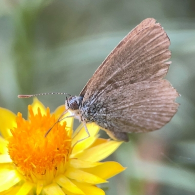 Zizina otis (Common Grass-Blue) at Dawson Street Gardens - 28 Feb 2024 by Hejor1