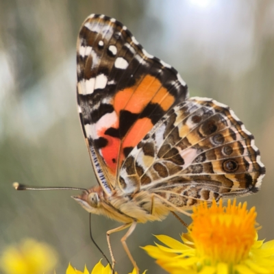 Vanessa kershawi (Australian Painted Lady) at Dawson Street Gardens - 29 Feb 2024 by Hejor1