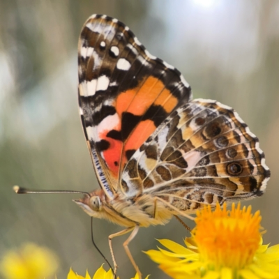 Vanessa kershawi (Australian Painted Lady) at Curtin, ACT - 28 Feb 2024 by Hejor1