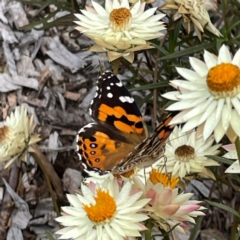 Vanessa kershawi at Dawson Street Gardens - 29 Feb 2024 10:20 AM