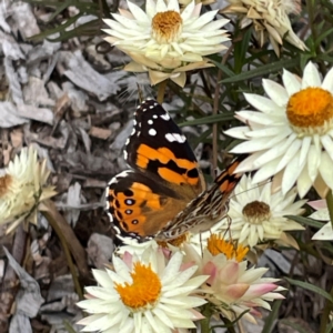 Vanessa kershawi at Dawson Street Gardens - 29 Feb 2024