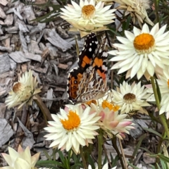 Vanessa kershawi at Dawson Street Gardens - 29 Feb 2024