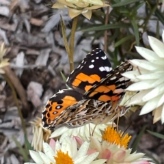 Vanessa kershawi at Dawson Street Gardens - 29 Feb 2024 10:20 AM