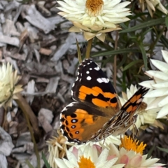 Vanessa kershawi at Dawson Street Gardens - 29 Feb 2024