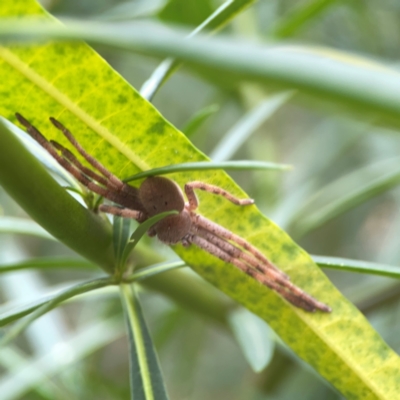 Unidentified Huntsman spider (Sparassidae) at Dawson Street Gardens - 28 Feb 2024 by Hejor1