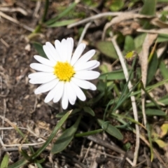 Brachyscome radicans (Marsh Daisy) at Jerangle, NSW - 23 Jan 2020 by Illilanga