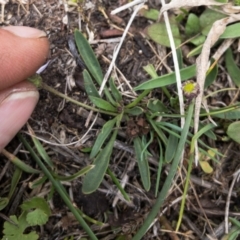 Brachyscome radicans at Gourock National Park - 23 Jan 2020 12:37 PM