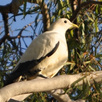 Ducula spilorrhoa (Torresian Imperial-Pigeon) at Slade Point, QLD - 21 Sep 2012 by Petesteamer