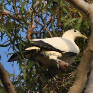 Ducula spilorrhoa at Slade Point, QLD - 21 Sep 2012 07:04 AM