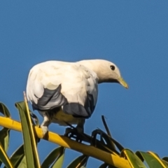 Ducula spilorrhoa (Torresian Imperial-Pigeon) at Slade Point, QLD - 1 Mar 2023 by Petesteamer