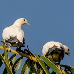 Ducula spilorrhoa at Slade Point, QLD - 1 Mar 2023