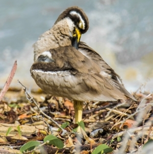 Esacus magnirostris at Slade Point, QLD - 28 Apr 2022