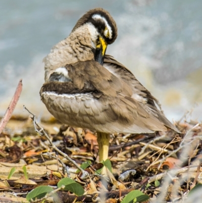 Esacus magnirostris (Beach Stone-curlew) at Slade Point, QLD - 27 Apr 2022 by Petesteamer