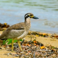 Esacus magnirostris at Slade Point, QLD - 28 Apr 2022